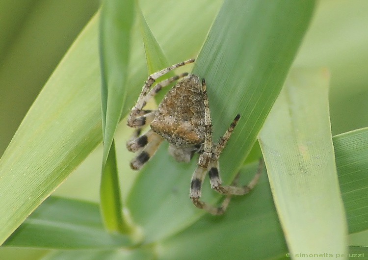 Araneus angulatus